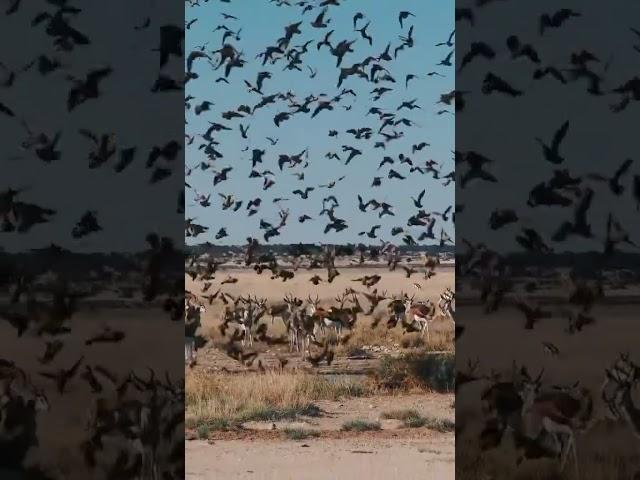 Hunting duck hunting #duckhunter #duckhunt #hunting #viralvideo #birds #hunting