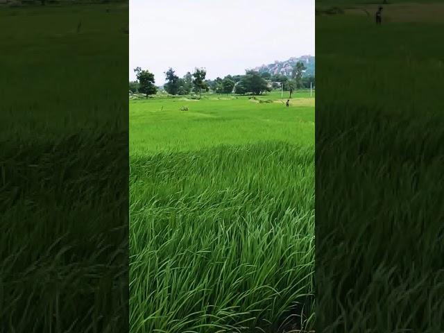 Nature at its best with Wind hovering the fields. Shot on Google pixel. #shorts