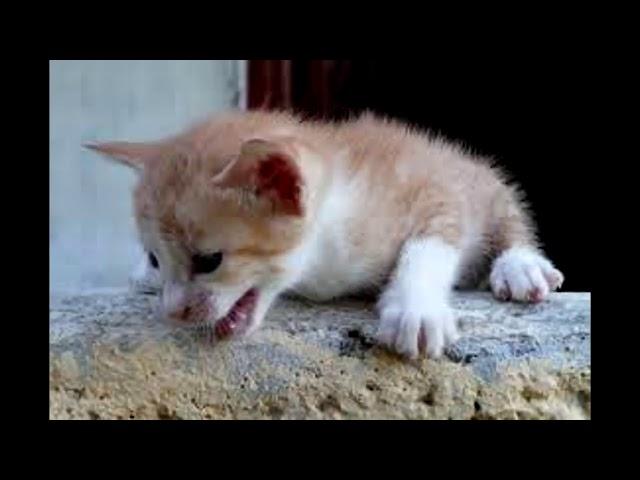 Lonely and sad baby cat crying, where is mom?