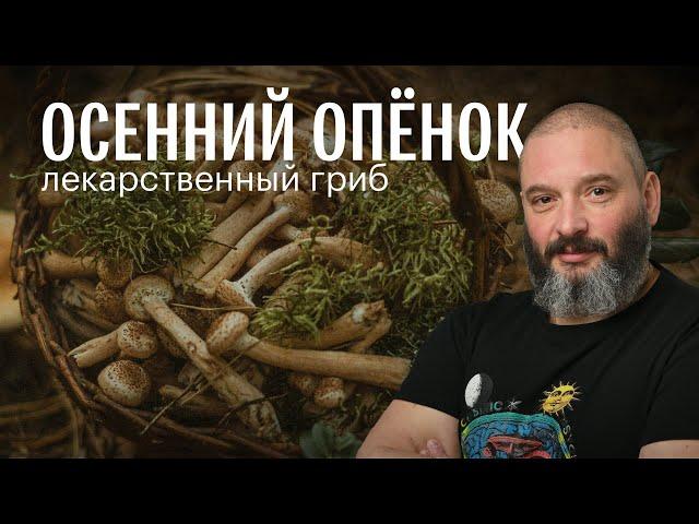 Осенний опёнок: лекарственные свойства. Михаил Вишневский