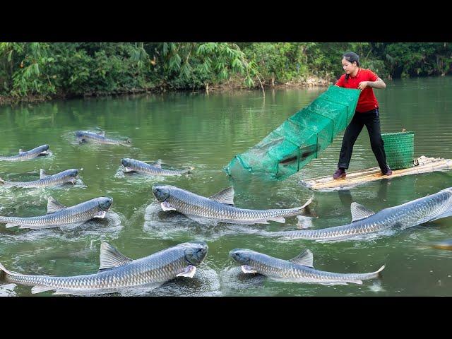 How To Catching Fish with Bagua  Net - Unique Fishing Technique | Ella Daily Life