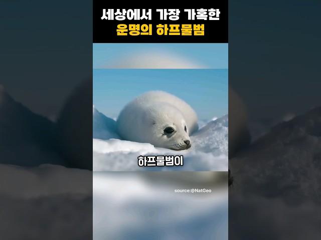 세상에서 가장 가혹한 운명을 갖은 동물 #감동스토리 #웃긴동물영상 #물범