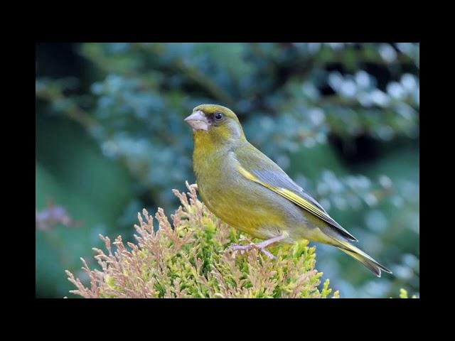 Verdun Greenfinch Singing Verdone Canto Verderon