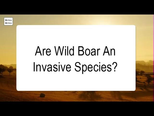 Are Wild Boar An Invasive Species