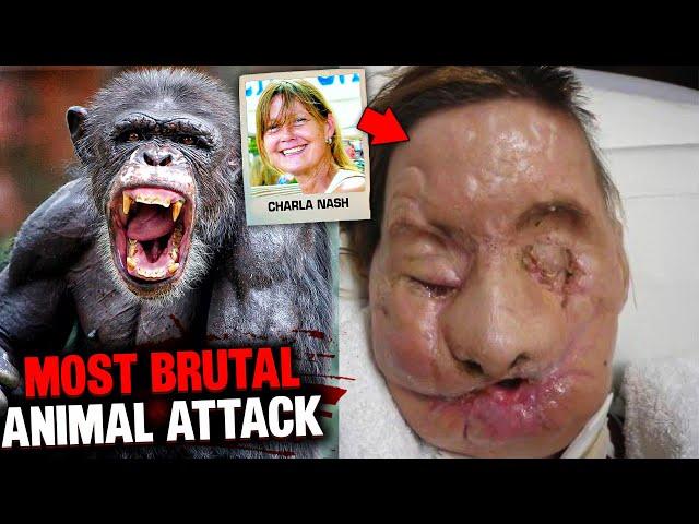 The HORRIFYING Moments Before chimp DESTROYED Charla Nash's FACE