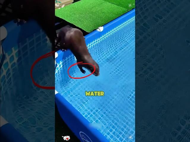 The otter found something in the frozen pond...️#short #shocking #rescue