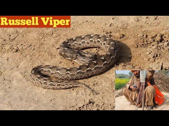 Russell Viper Snake Hunting in the Fields on the Complaint of Farmers