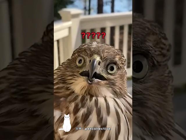 人に捕まると壊れたタカ