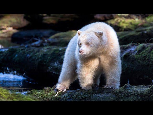Photography and Adventure with Spirit Bears in the Great Bear Rainforest