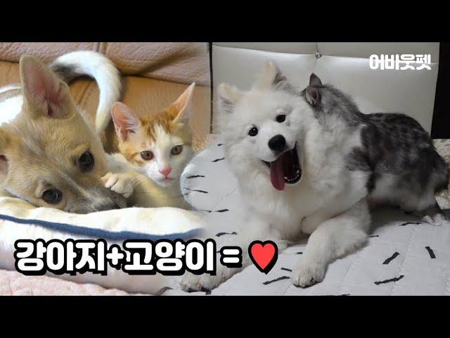 강아지와 고양이 같이 키우면 생기는 일 │어바웃펫 About Pet