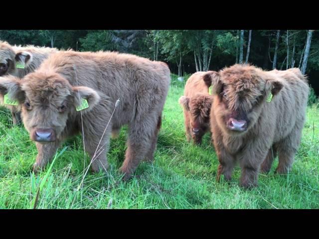 Scottish Highland Cattle In Finland: Fluffy Calves Everywhere! / Ylämaankarja vasikoita