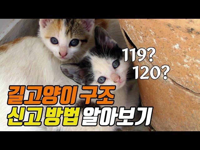 길고양이 구조 신고 방법 | How to report a rescue of a stray cat | 냥이생각