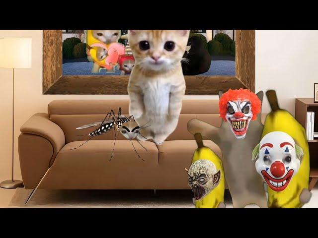 Baby Banana Cat Videos ️ 2 Minutes #62