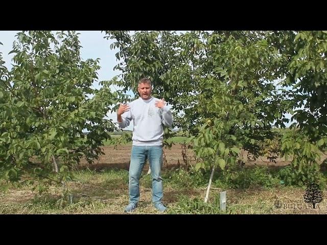 Walnuts Bulgaria - Why invest in walnut orchards?