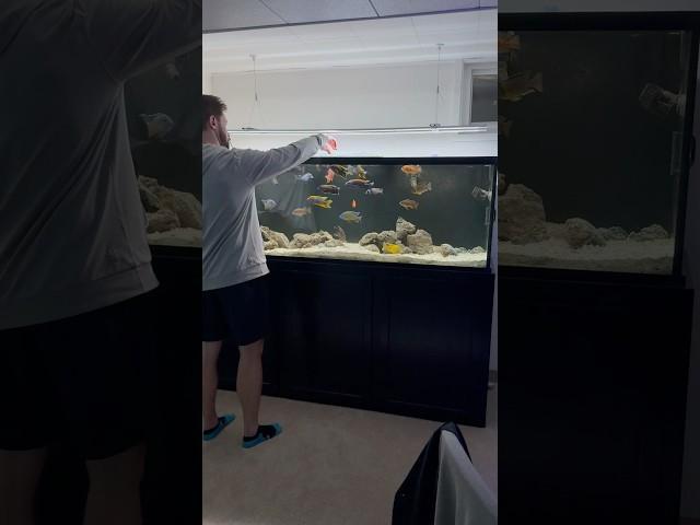 Feeding the African Cichlids 