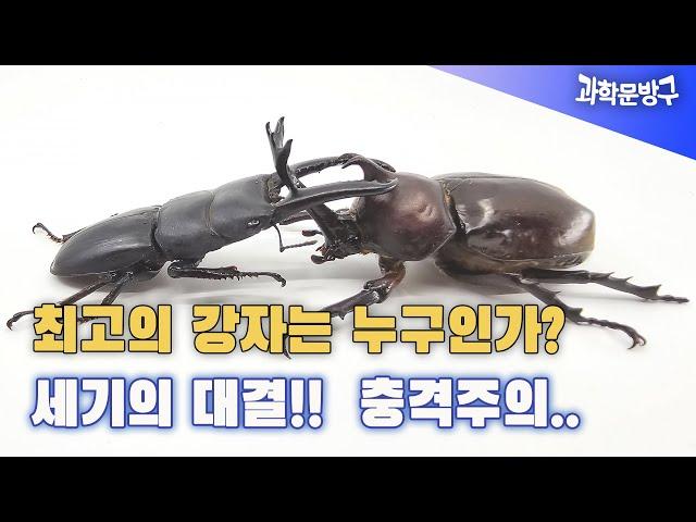 최고의 강자는 누구인가? 세기의 대결!! 충격주의 #장수풍뎅이# 사슴벌레#세기의 대결