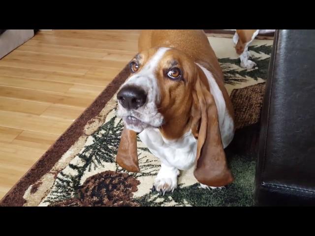 Three Howling Basset Hounds