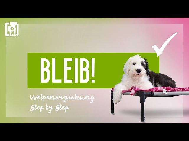 Hund Bleib beibringen - Welpenerziehung Step by Step