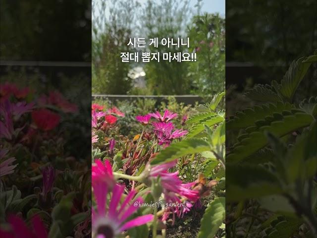 초보정원사가 정원가꾸기 전 반드시 알아야 할 상식 #gardening