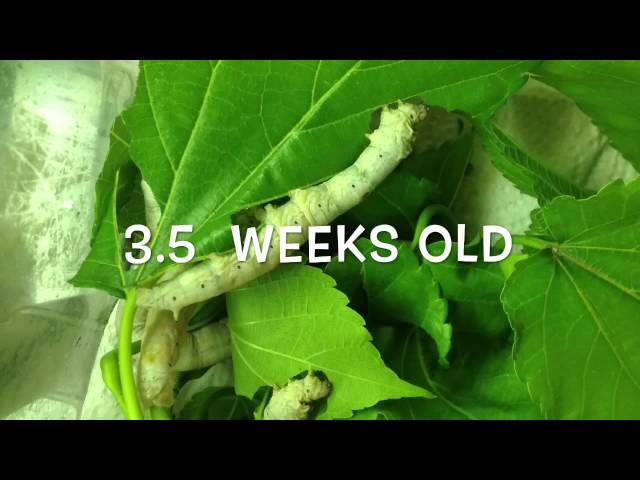 Silkworm lifecycle:  worm to cocoon