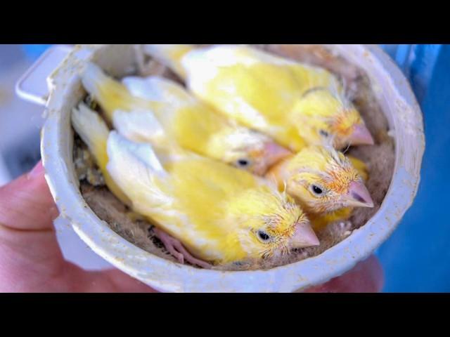 Stages of canary chick growth from hatching to weaning