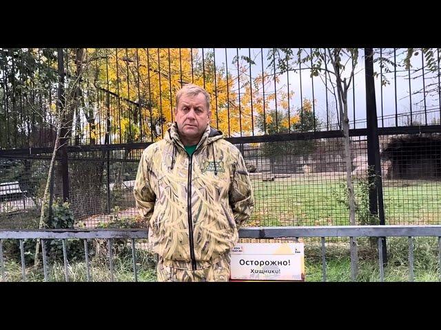 Львы напали на Зубкова в парке львов Тайган, разбираем подробно, 23 июня