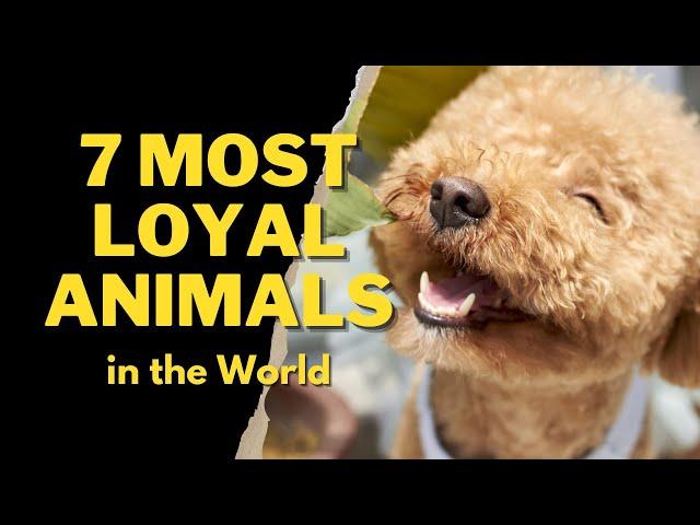 7 MOST LOYAL ANIMALS IN THE WORLD