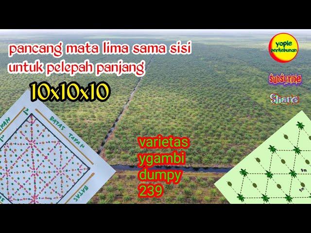 easy way to stake palm five eyes 10x10