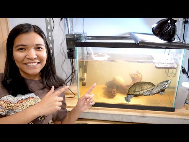 HOW TO SET UP A TURTLE TANK (from start to finish)