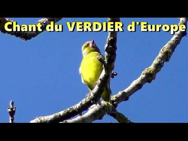 VERDIER d'EUROPE - Chant d'Oiseau