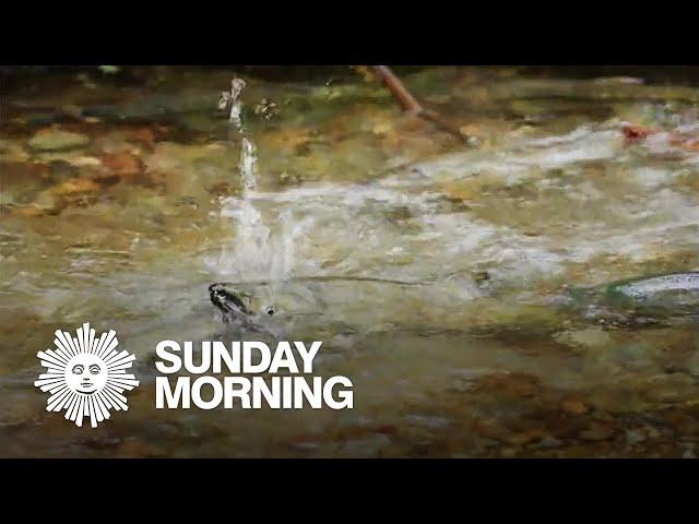 Nature: Salmon run in Washington State