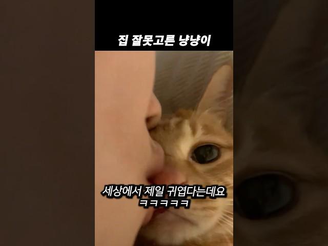 집 잘못고른 냥냥이 ㅋㅋㅋㅋㅋ