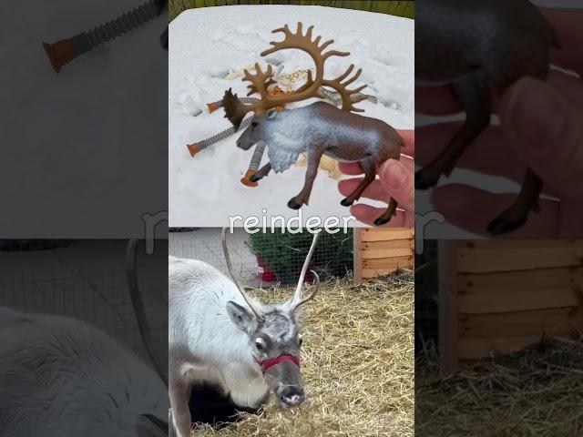 Learn Snow Animal Names for Kids: Arctic Hare Robin Reindeer Penguin Seal #HolidaysWithYouTube