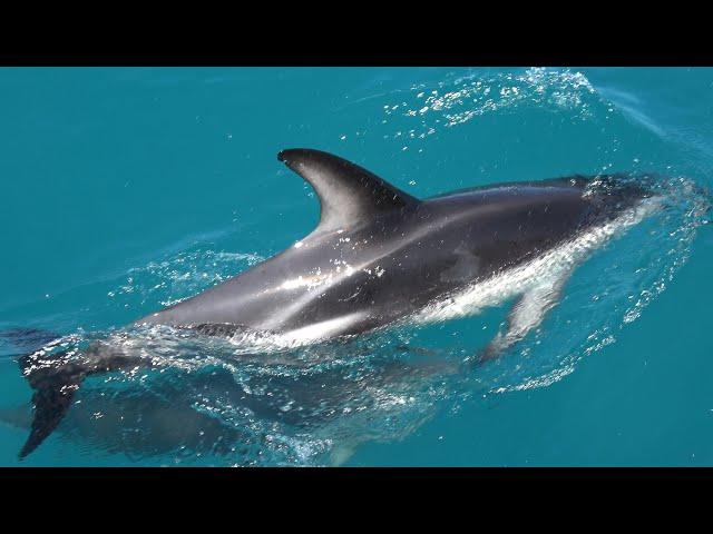 Kaikōura Whale, Dolphin and Seal Experience - New Zealand Road Trip 2019