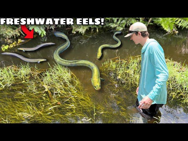 CATCHING FRESHWATER EELS For My NEW POND!