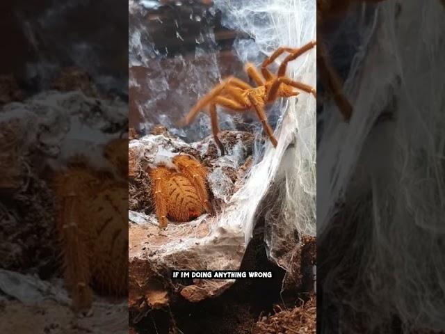 Tarantula Pairing Gone Wrong! I Need Your Help!!  #shorts