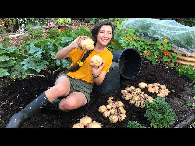 How to Grow: Potatoes in Pots / Homegrown Garden