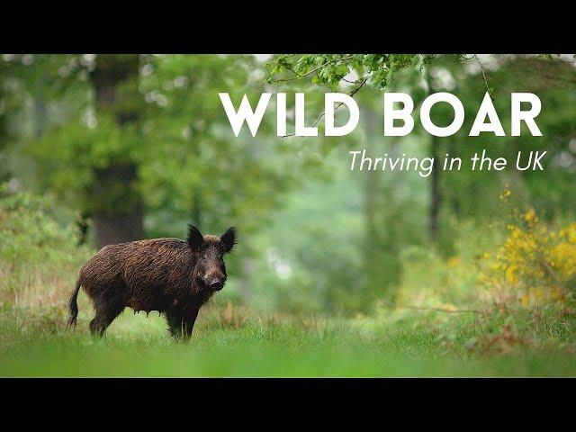 Wild Boar Thriving in the UK! - Rewilding