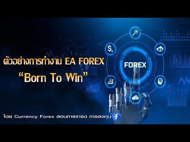 การทำงาน EA Forex "Born To Win"_Currency Forex