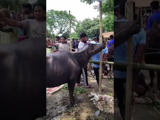 ঈদের আগ মুহূর্তে জমে উঠেছে গরুর হাট  Nayem Vlogs BD