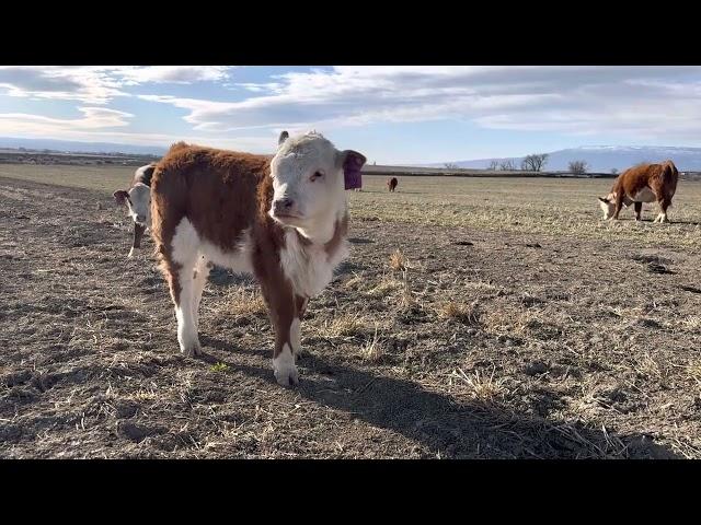 Curious Calfs 