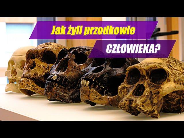 Ewolucja CZŁOWIEKA - od australopiteka do Homo sapiens!