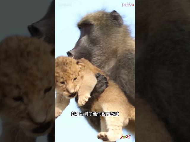 小偷狒狒被原始人抓住了 #野生動物零距離