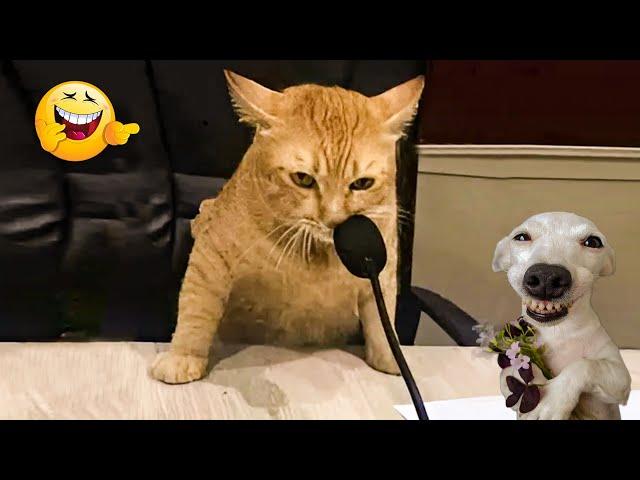 The Funniest Animal Videos of 2024 The Best Funny Animal Videos Make You Unable To Stop Laughing 