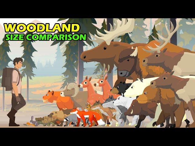 Woodland Animals Size Comparison | Animal Animation