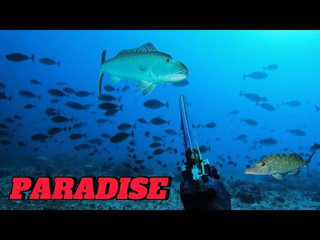 CATCH N' SELL || SPEARFISHING PHILIPPINES || BANTON ROMBLON || MEL SPEARFISHING TV!