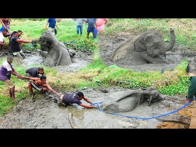 Happy Ending! Baby Elephant starving in a Muddy PRISON saved by Brave officials