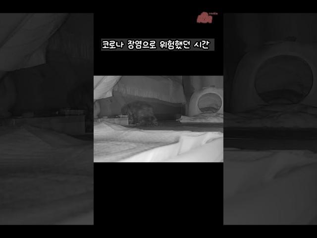 코로나 장염에 걸린 쿠키 #강아지 #댕댕이 #puppy #토이푸들 #미니어처푸들