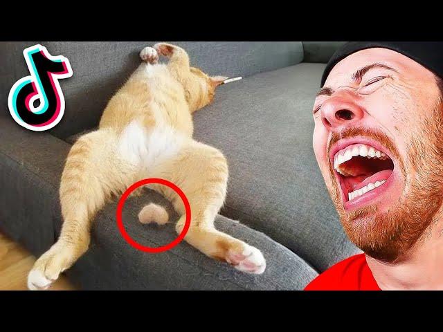 The BEST FUNNIEST Animals of 2023!