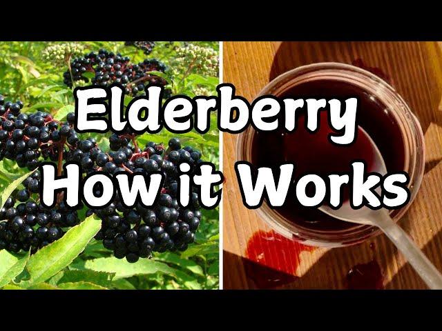 The Science of Elderberry: This is Why it Works